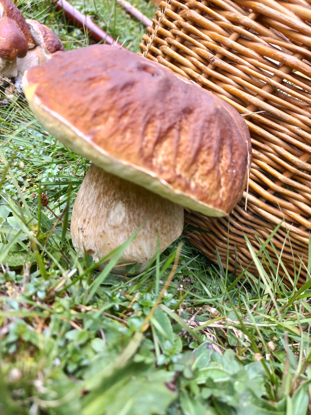 Solo-Pfad: Geführte Exkursion